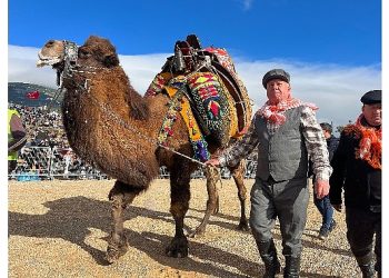 Kemalpaşa, klasik deve güreşi şenliği’yle reklendi