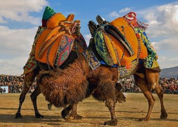 Körfezin incisi burhaniye 1. ulusal fotoğraf müsabakası sonuçlandı