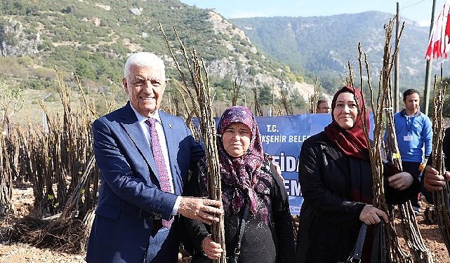 Muğla Büyükşehir’den Üreticilere 151 Bin 780 Fidan Takviyesi
