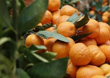 Seferihisar “Turuncu Bayrama” hazır