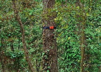 Türkiye’de her yıl ortalama 2.793 orman yangını meydana geliyor!