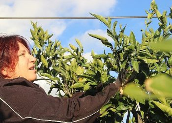 ‘Turuncu Dayanışma’yla Mandalina Kolunda Çürümedi