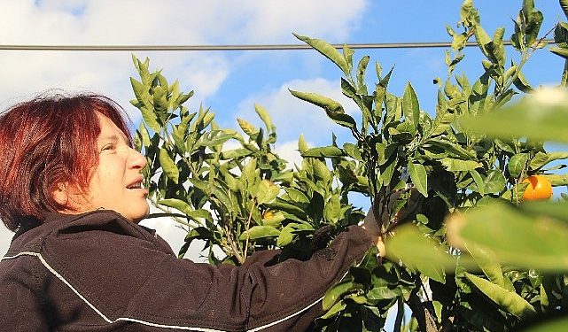 ‘Turuncu Dayanışma’yla Mandalina Kolunda Çürümedi