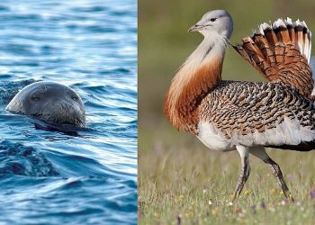 Akdeniz Foku ve Toy Korunmalı!