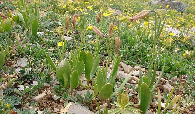 Anamur’da yeni bir karşıt lale tipi keşfedildi