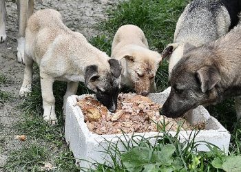 Beylikdüzü belediyesi 2023’te patili dostların yanındaydı