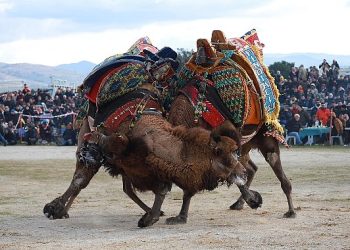 Burhaniyeliler Deve Güreşi heyecanını doyasıya yaşadı