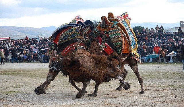 Burhaniyeliler Deve Güreşi heyecanını doyasıya yaşadı