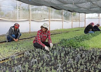 Büyükşehir Belediyesi’nden tarıma büyük takviye