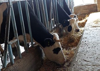 Büyükşehir üreticilere süt yemi dayanağına başladı