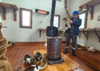 Engelli kedilerin soba keyfi