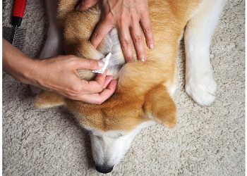 Evcil dostların deri ve tüy sıhhatini varlıklı birleşenli desteklerle güçlendirmek mümkün