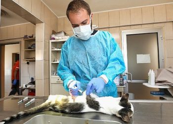 Gaziemir’de 27 bin 631 hayvana veteriner sıhhat hizmeti