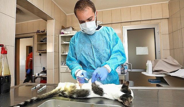 Gaziemir’de 27 bin 631 hayvana veteriner sıhhat hizmeti