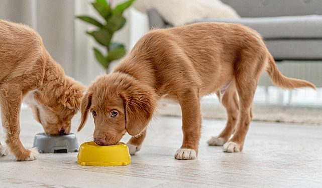 Glukozamin Evcil Dostların eklem sıhhatine mucizevi yararlar sağlıyor