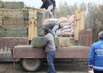 Hasret Çerçioğlu’ndan güç durumdaki üreticiye yem ve yonca takviyesi