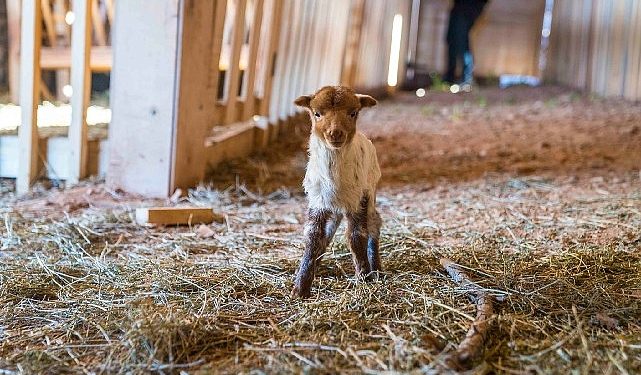 Kaçeli koyunlarının yeni konutu Olivelo Yaşayan Parkı