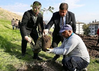 Karşıyaka’da ağaç varlığı süratle artmaya devam ediyor