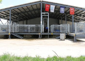 Sağlıklı ete ulaşım Büyükşehir Mezbahasında