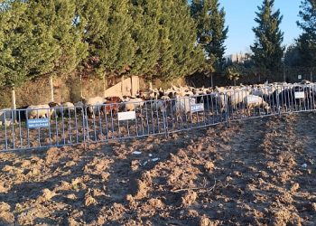 Tarım topraklarına ziyan veren koyunlara zabıta müdahale etti