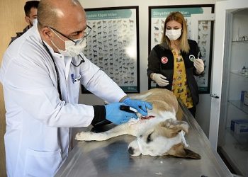 Boynunu jiletli telin kestiği köpek sıhhatine kavuştu