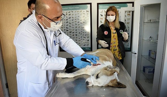 Boynunu jiletli telin kestiği köpek sıhhatine kavuştu