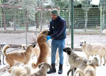 Burhaniye Belediyesi Can dostlarına Gözü üzere bakıyor
