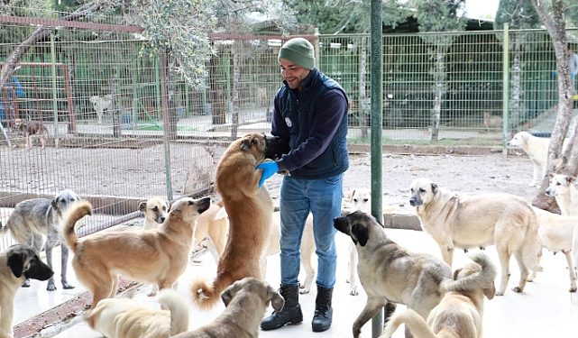 Burhaniye Belediyesi Can dostlarına Gözü üzere bakıyor