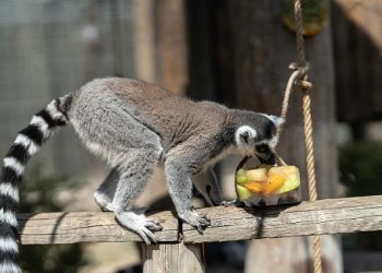 Doğal Hayat Parkı’na pazartesi molası
