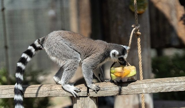 Doğal Hayat Parkı’na pazartesi molası