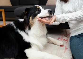 Evcil Dostları Gerilimden Koruyacak 6 İpucu