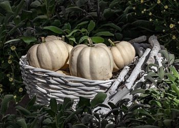 Hatay Beyaz Balkabağı, Metro Türkiye takviyesiyle Coğrafik İşaret Tesciline Kavuştu