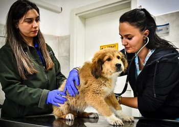 İzmir Büyükşehir Belediyesi Seyrek Sahipsiz Hayvan Hastanesi can dostlara ömür veriyor
