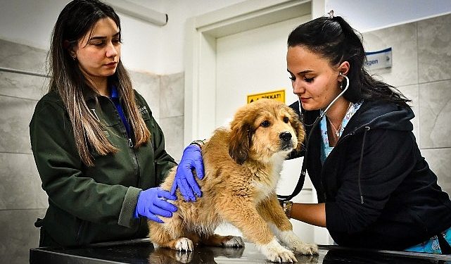 İzmir Büyükşehir Belediyesi Seyrek Sahipsiz Hayvan Hastanesi can dostlara ömür veriyor