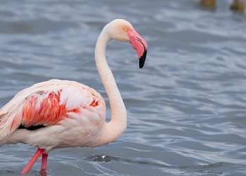 İzmit Körfezi’nde 351 flamingo kanat çırpıyor