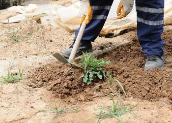 Karşıyaka’da bostanlar artıyor, kentsel tarım güçleniyor
