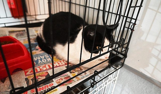 Kemer’de ocak ayında 229 hayvan kısırlaştırıldı