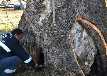 Kocaeli Büyükşehir’den 100 yıllık çınara tedavi