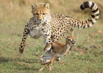 National Geographic NOW Seç-İzle Servisi Mart Ayında ‘Yırtıcılar’, ‘Yılanlar’, ‘Tehlikeli Yollar’ ve ‘Mega Mühendislik’in En Heyecanlı Kısımlarıyla Dikkat Çekiyor!