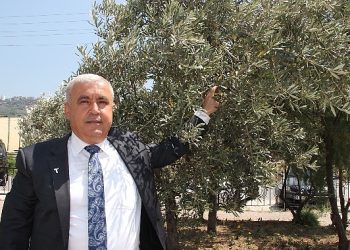 Sofralık zeytin ihracatı döviz bazında yüzde 52 arttı