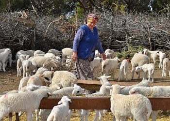 Süt üreticisine bembeyaz bir gelecek