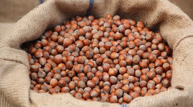 TMO kabuklu fındık alım esaslarını açıkladı