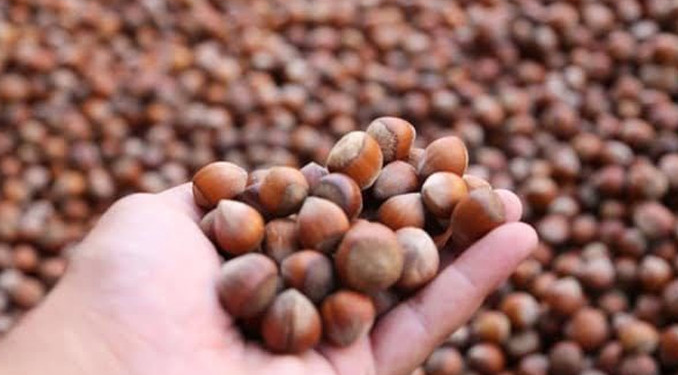 Fındık fiyatı haftaya 130 liradan başladı