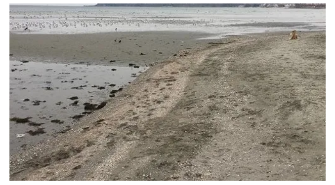 Çevrede tedirginlik yaratan görüntüler: Silivri’de deniz suyu 100 metre çekildi