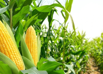 Mısır ithalatında 30 Haziran’a kadar tarife kontenjanı açıldı