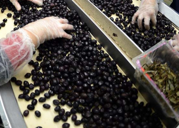 Marmarabirlik ortaklara 3 milyar liralık ödemeyi tamamlıyor