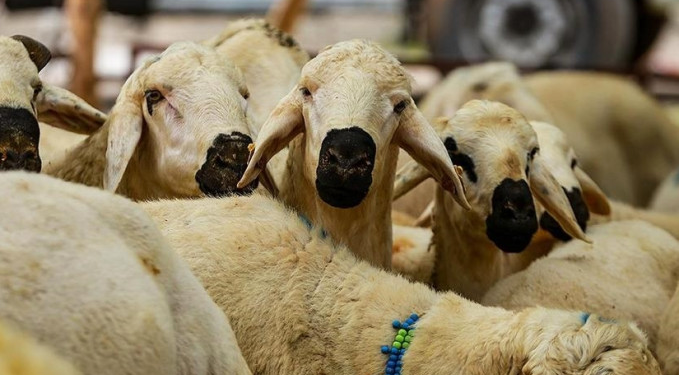 Taksitle kurban kesilir mi? Yeni fetva gündem oldu
