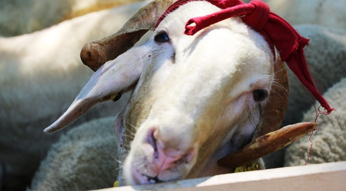 Vekalet yoluyla kurban kesim bedelleri açıklandı