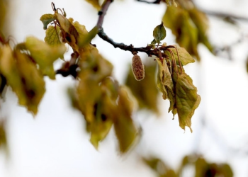 Zirai don araştırması Resmi Gazete’de