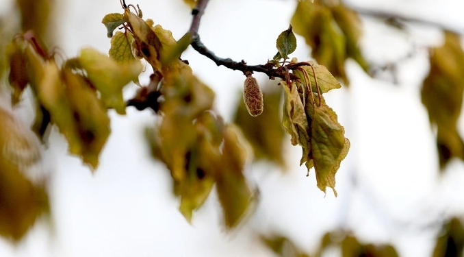 Zirai don araştırması Resmi Gazete’de